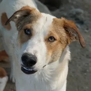 Chico, geb. ca. 10 2024, lebt in GRIECHENLAND, im städt. Tierheim Serres 