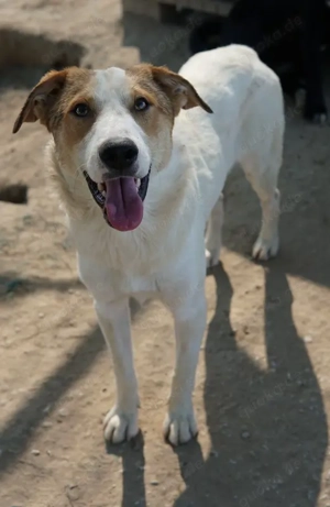 Chico, geb. ca. 10 2024, lebt in GRIECHENLAND, im städt. Tierheim Serres  Bild 6