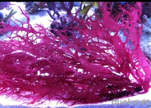 Dragon Breath Alge Meerwasser  