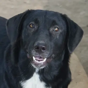 Ria, geb. ca. 10 2024, lebt in GRIECHENLAND, im städt. Tierheim Serres 