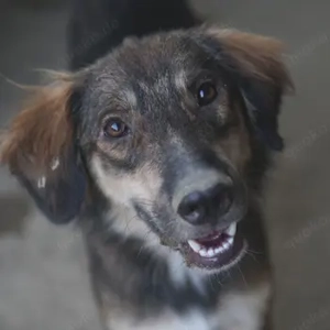 Rudolph, geb. ca. 05 2024, lebt in GRIECHENLAND, auf einer privaten Pflegestelle 