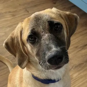 Electra, geb. ca. 03 3025, lebt auf einer Pflegestelle in 69190 Walldorf