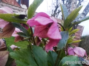 Christrose, Blütenfarbe violett