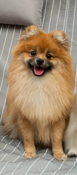 Zwergspitz Deckrüde 