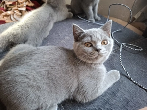 Bkh Kitten suchen ein liebes Zuhause