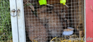 junge Kaninchen 