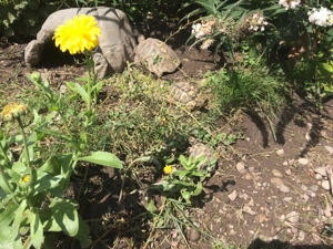 Griechische Landschildkröten - Schlupf 2025