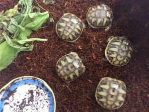Griechische Landschildkröten - Schlupf 2025 Bild 2