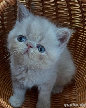 Exotic Shorthair Kätzchen
