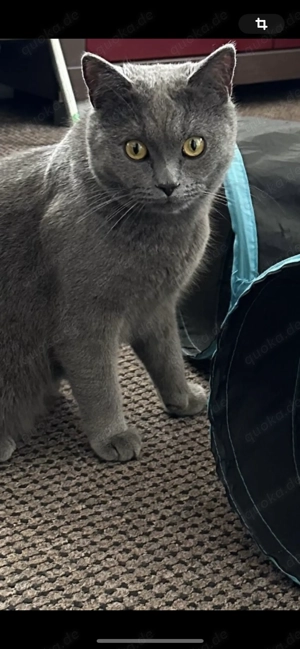 Vermisst Kater Britisch Kurzhaar 