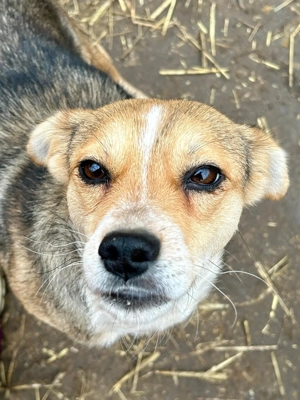 Simone ist ein Traum von Hündchen    Bild 4