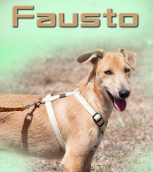 Fausto, ein munteres Kerlchen!