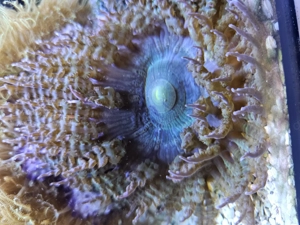 Sandanemone blau für Meerwasser Korallen 