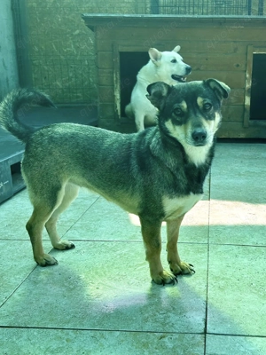 Anya trauert um ihren Kumpel im Tierheim   