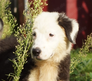       hübscher Australian Shepherd Rüde
