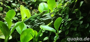 Anolis Marmoratus Grand Etang 