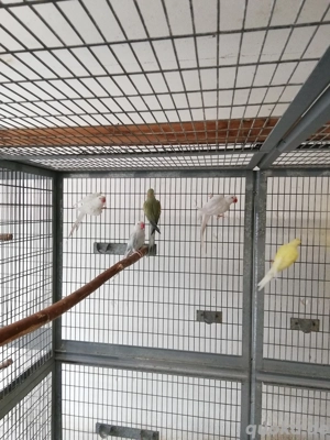 Halsbandsittiche zuchtfaehig abzugeben.  Bild 3