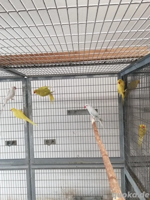 Halsbandsittiche zuchtfaehig abzugeben.  Bild 4