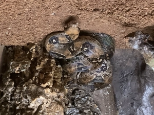 1,0 Boa C.i. Pastel Panther Leopard, kleinbleibend von 2016