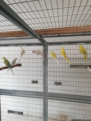 Halsbandsittiche zuchtfaehig abzugeben.  Bild 5
