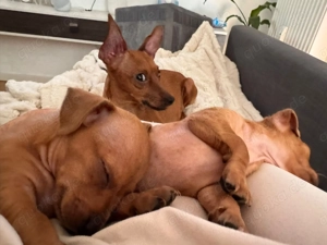 süße Miniatur Zwergpinscher-Welpen suchen ihr Traumzuhause   