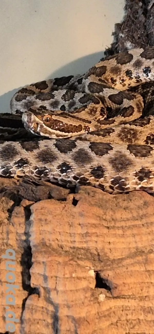 1.0 Zwergklapperschlange 