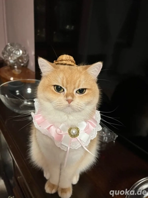 Eine wunderschöne Akulina reinrassige Bkh katze . 