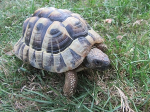 Griechische Landschildkröte Testudo hermanii NZ2017 - Schildkröte Bild 3