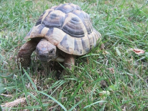 Griechische Landschildkröte Testudo hermanii NZ2017 - Schildkröte Bild 2