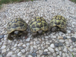 Griechische Landschildkröte Testudo hermanii Nachzucht 2018   2022 - Schildkröte