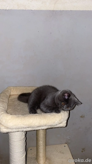 reinrassinger BKH Kater 