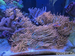 Entacmaea Quadricolor Blasenanemone Kupferanemone