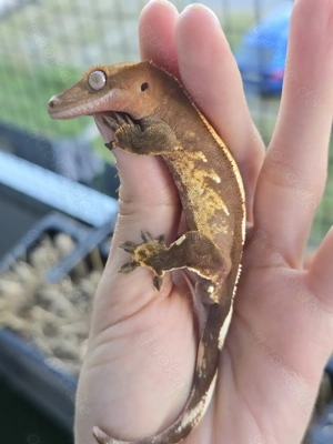 1.0 Correlophus ciliatus - Kronengecko