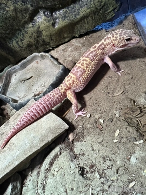 Leopardgecko Albino Tremp. männlich
