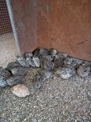 Legereife Wachteln  Bild 4