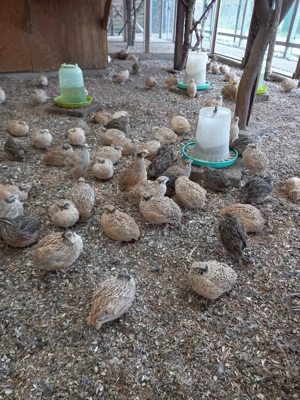 Legereife Wachteln  Bild 3