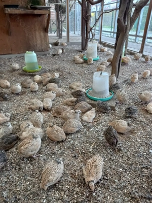 Legereife Wachteln  Bild 2