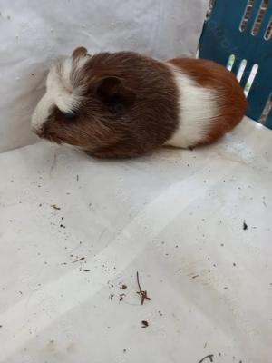 Meerschweinchen  Bild 3