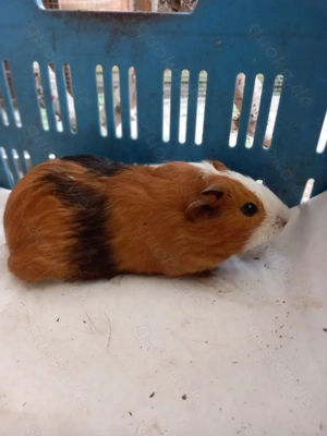 Meerschweinchen  Bild 4