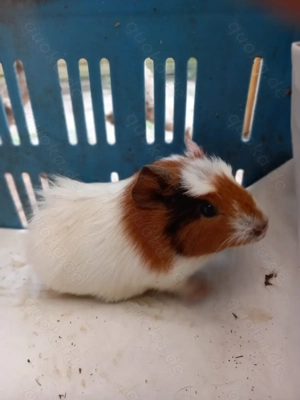 Meerschweinchen  Bild 5