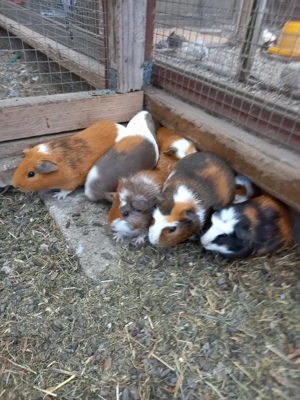 Meerschweinchen  Bild 6