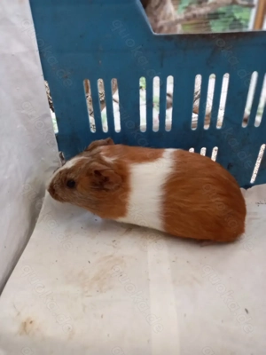 Meerschweinchen  Bild 8