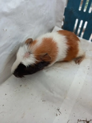 Meerschweinchen  Bild 7