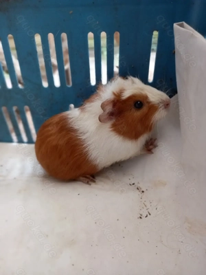 Meerschweinchen  Bild 10