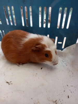 Meerschweinchen  Bild 9