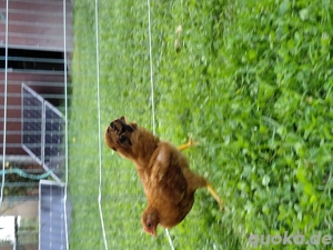 Zwerg New Hampshire Kücken