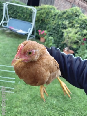 Zwerg New Hampshire Kücken