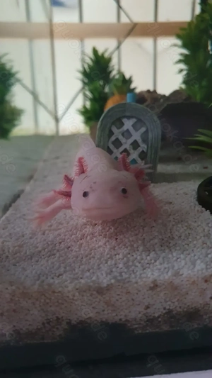 1 Axolotl (Weißling) mit Aquarium und kostenlosem Zubehör