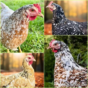 schwedische Blumenhühner Küken Jungtiere Hahn Henne Bruteier