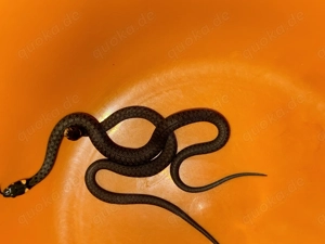 0,0,18 Natrix natrix Ringelnatter
